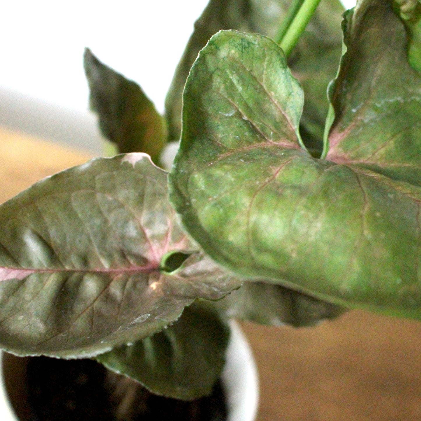 観葉植物 シンゴニウム ピンクジュエリー 4号鉢