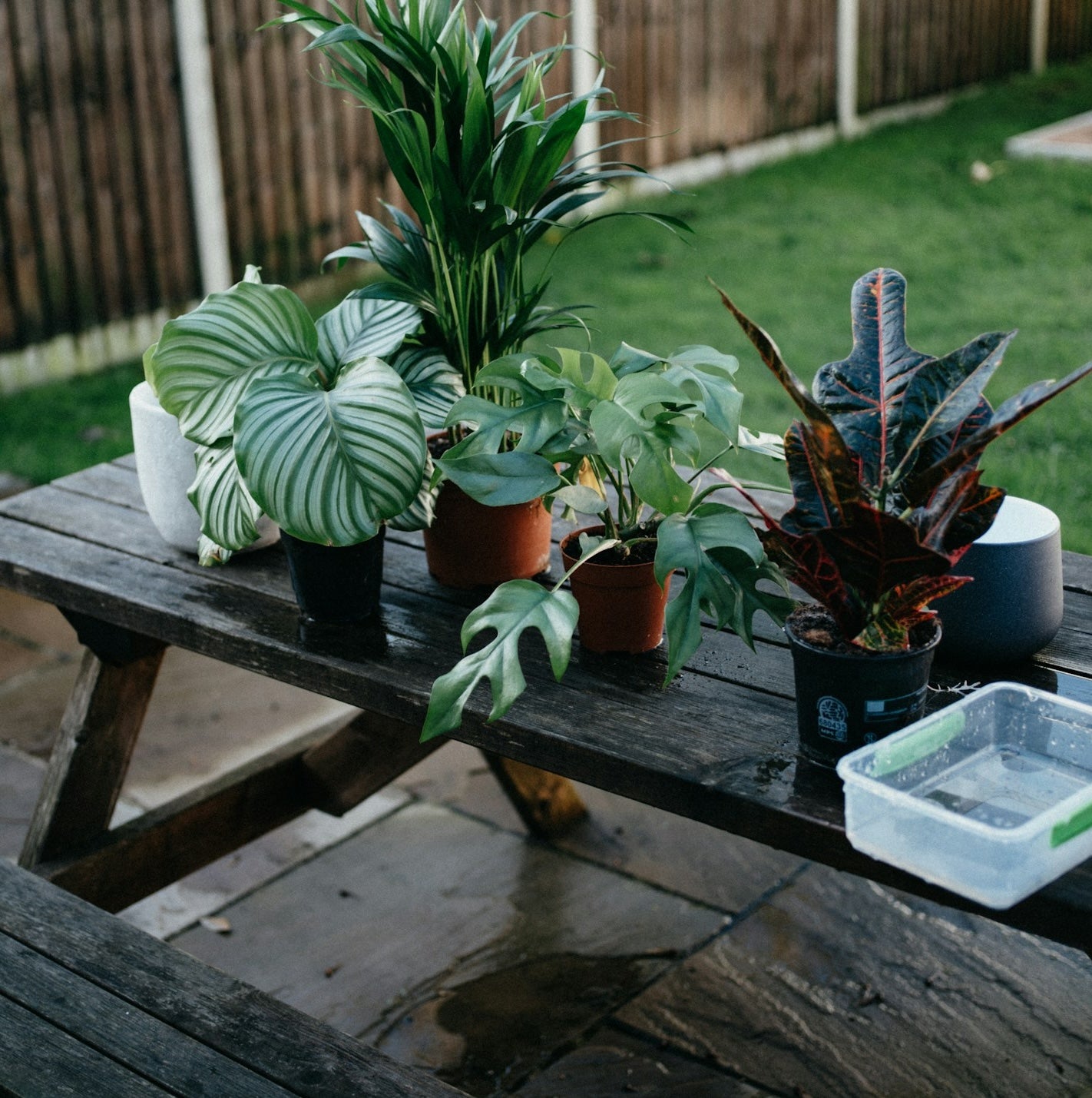 グリーンアドバイザー|植物診断