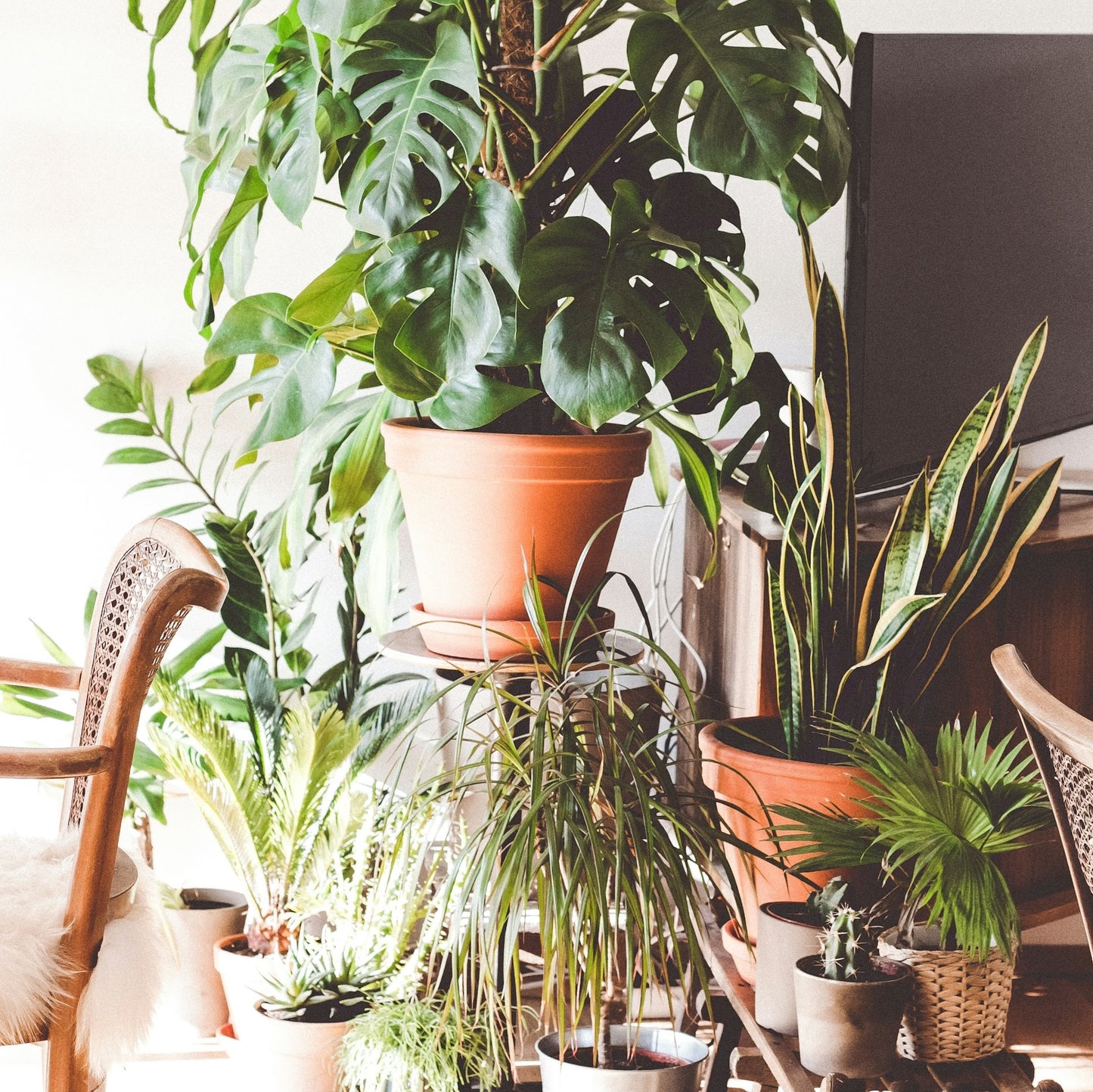 グリーンアドバイザー|パーソナルコーディネートツアー