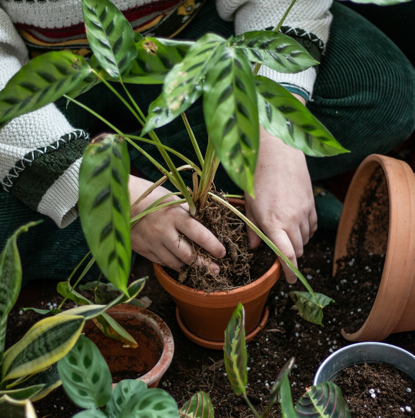 グリーンアドバイザー|植え替え代行