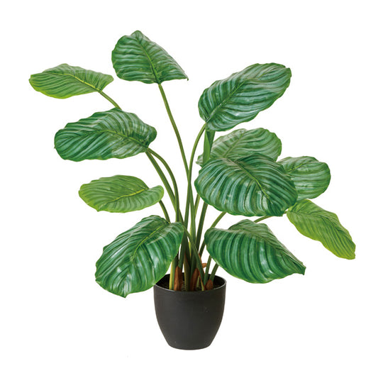 Artificial Green ｜ カラテア・オルビフォリア