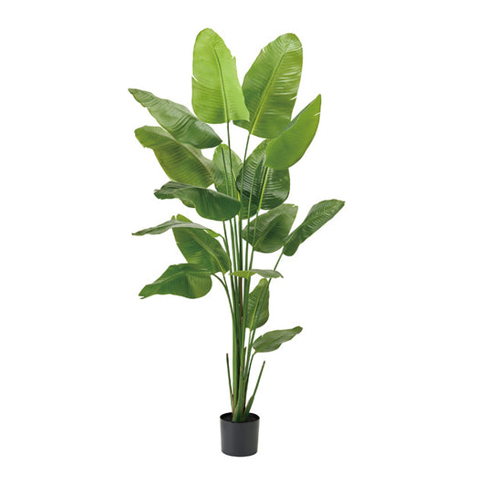 Artificial Green ｜ ストレリチア