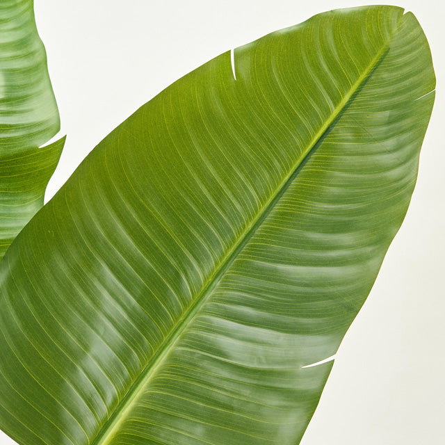 Artificial Green ｜ ストレリチア