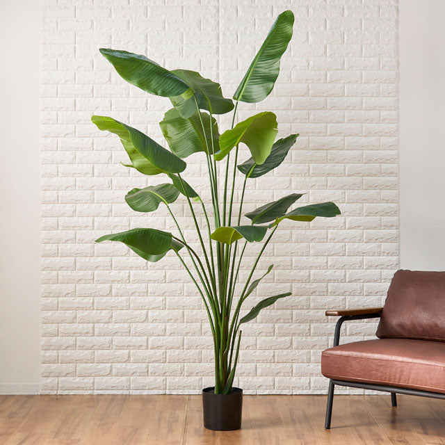 Artificial Green ｜ ストレリチア