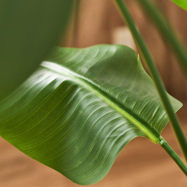 Artificial Green ｜ ストレリチア