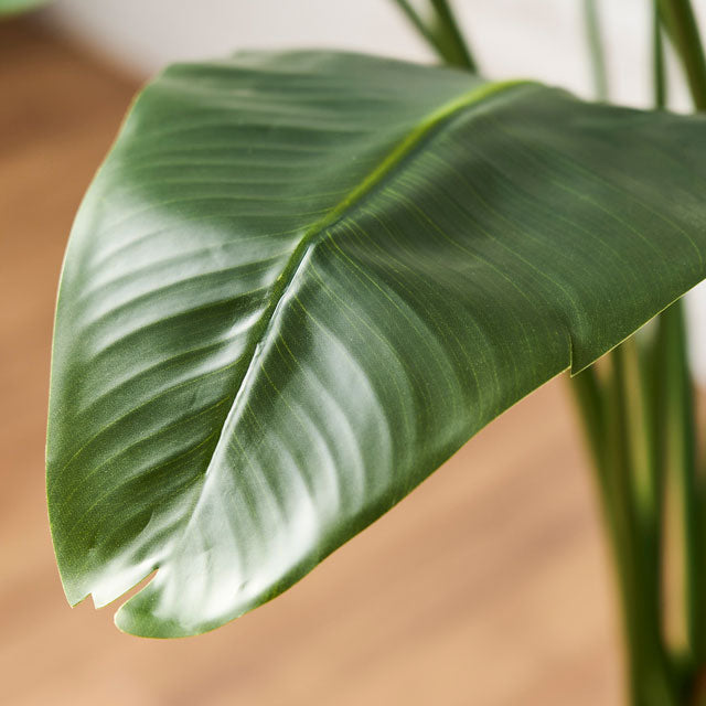 Artificial Green ｜ ストレリチア